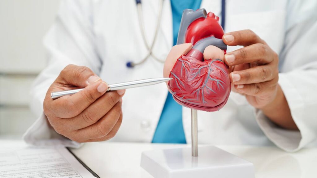 Medico com replica de coração humano em mãos